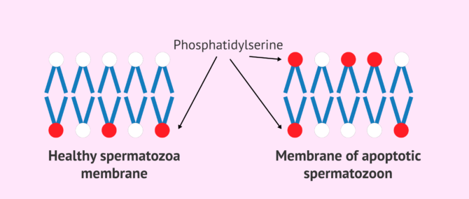 Imagen: Apoptotic sperm membrane