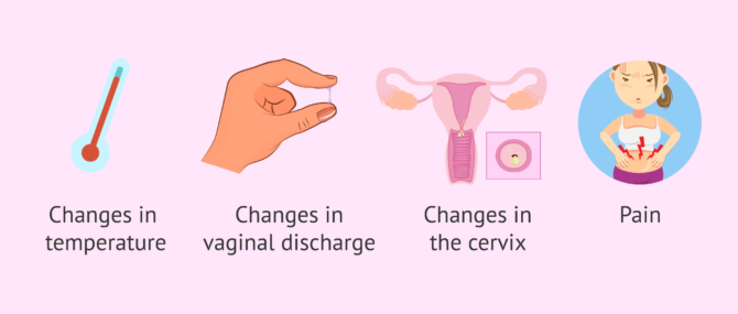 Imagen: What are the signs of ovulation?