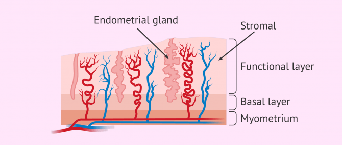 Imagen: Endometrial changes