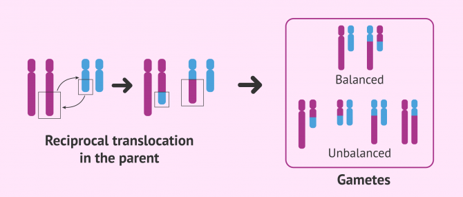 Imagen: Reciprocal translocation in the progenitor