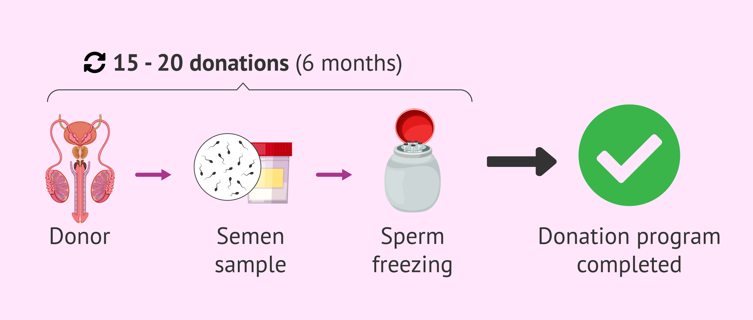 How Is Sperm Donation Explained Step By Step 