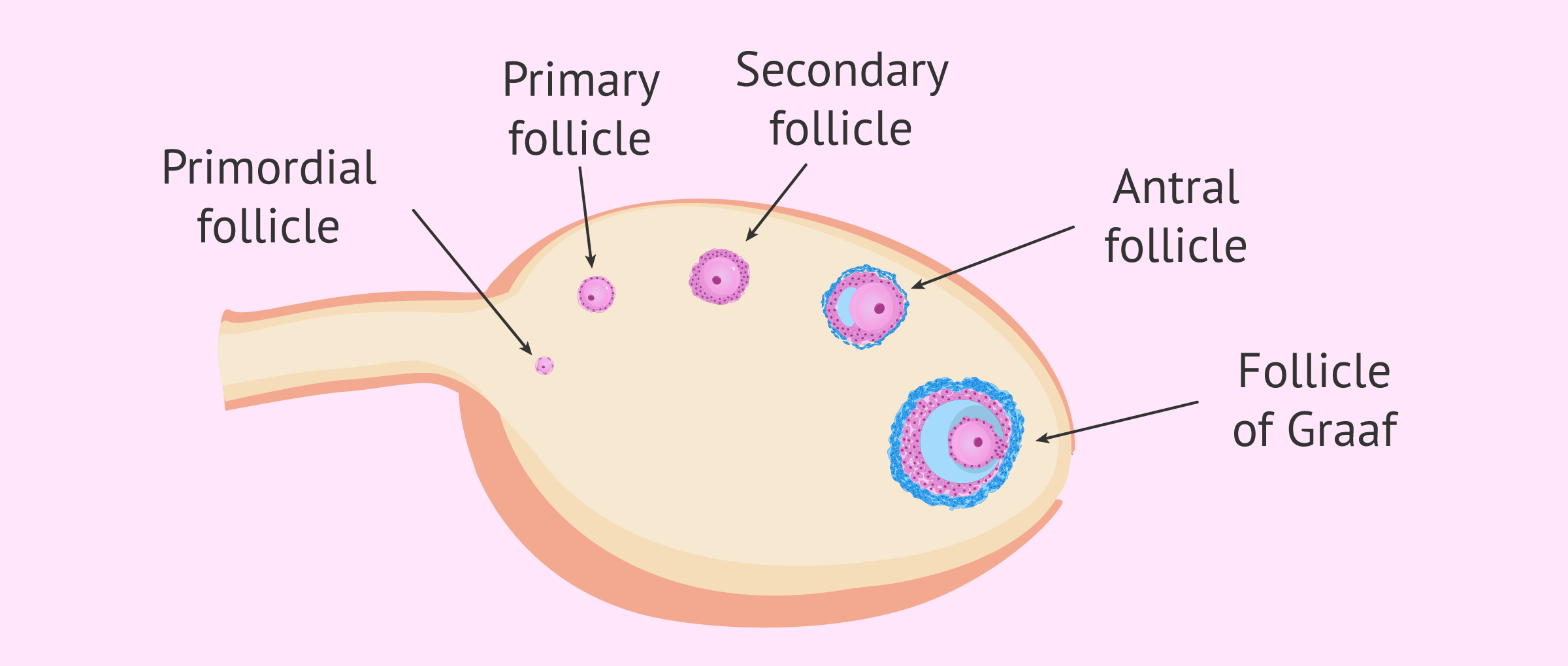 What Is Folliculogenesis And What Are Its Stages 