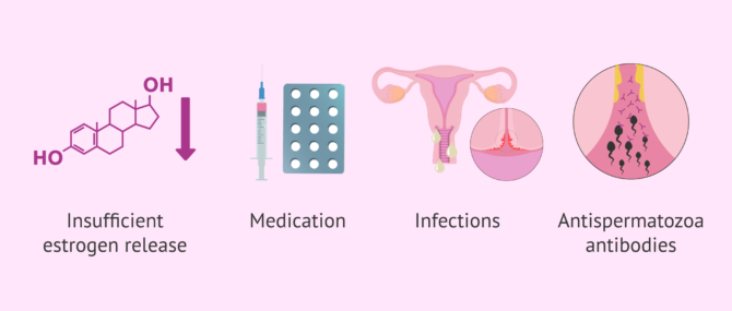 Imagen: What can cause alterations in the cervical mucus?