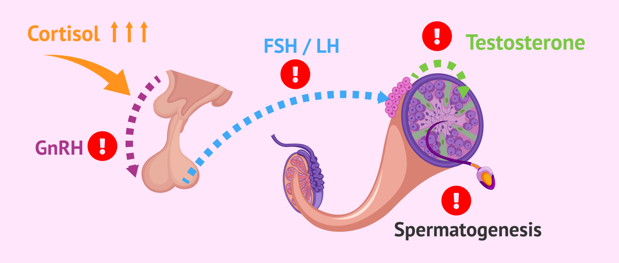 alterations-of-the-hypothalamus-pituitary-testes-axis-in-stressed-men