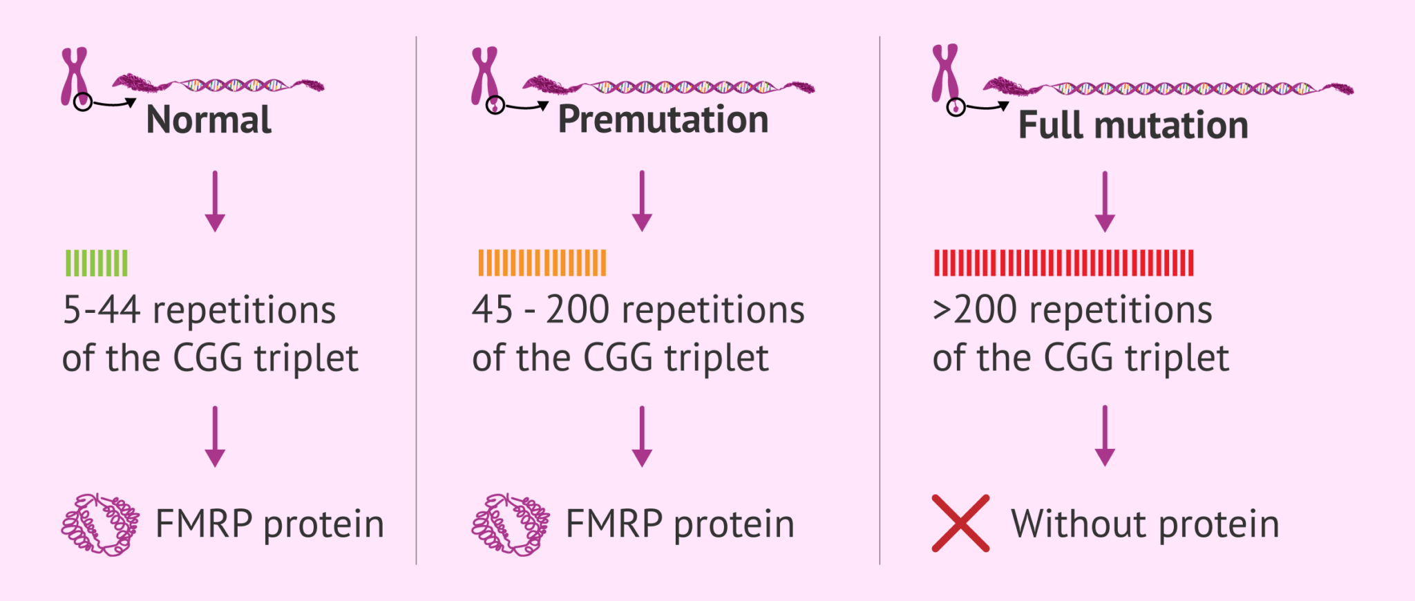 Number of CGG triplet repeats and protein synthesis in Fragile X