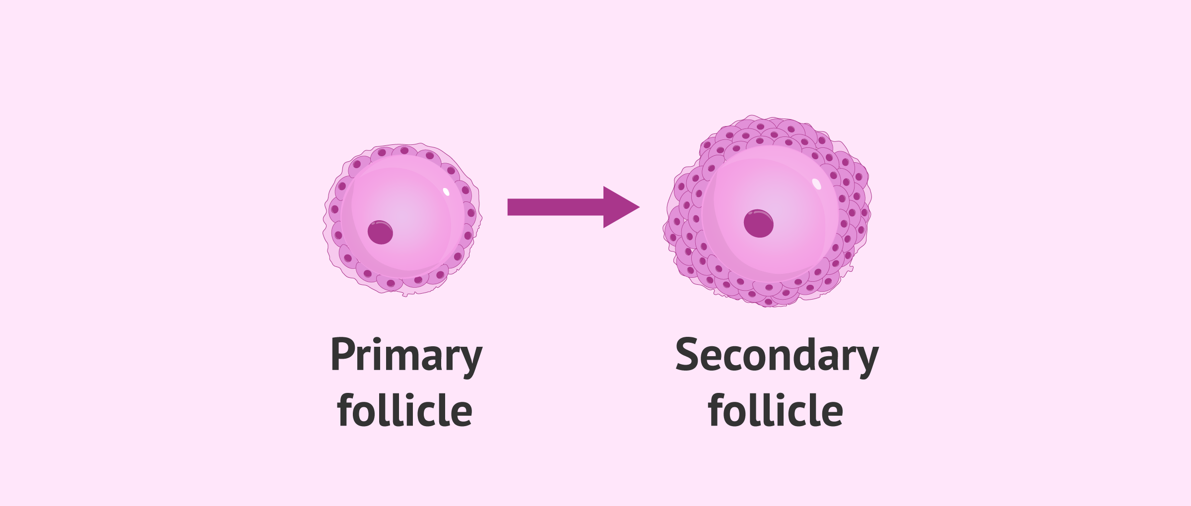 Primary Follicle To Secondary Follicle