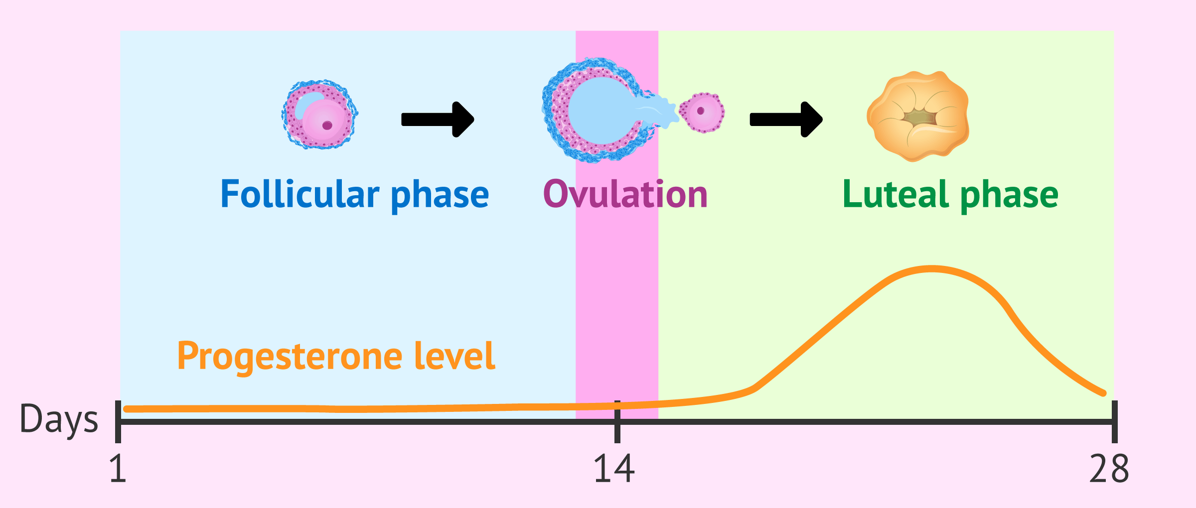 Progesterone Hormone Functions Normal Values And Medications