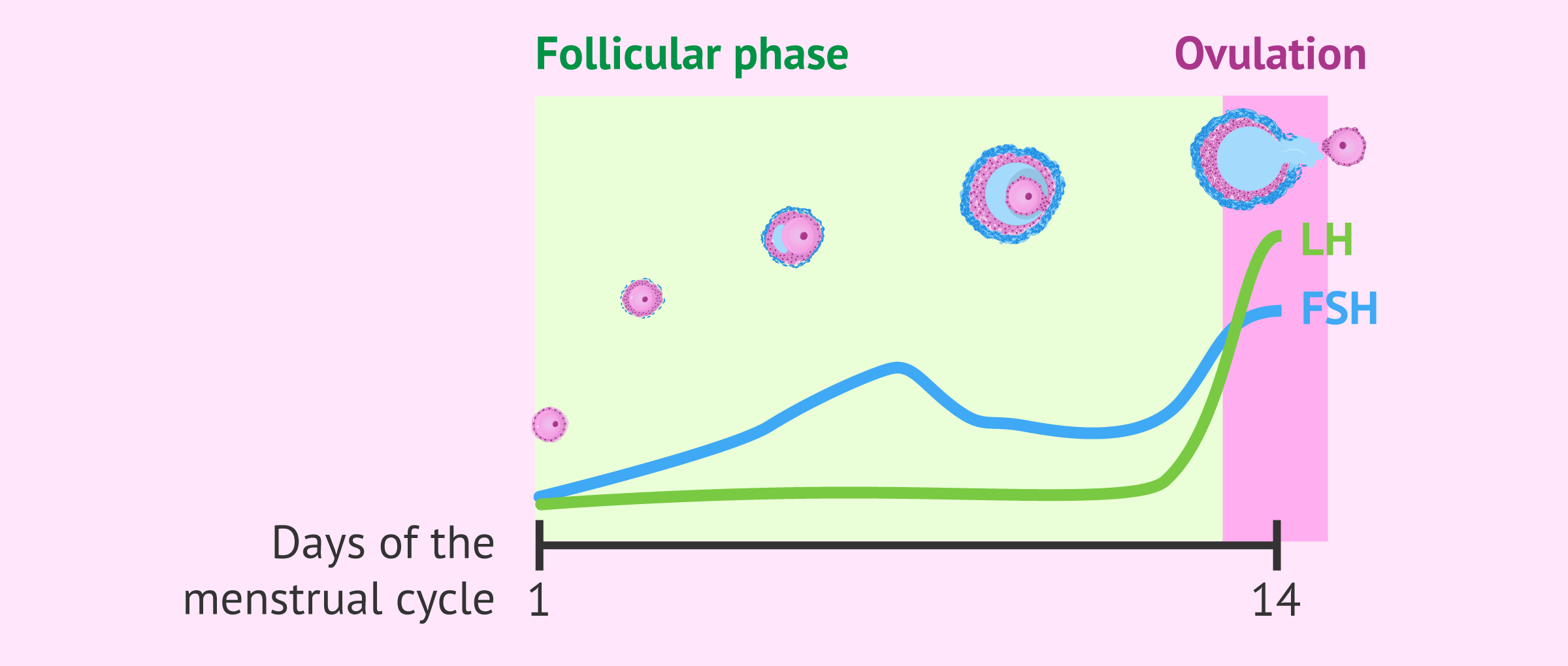 What Is The Follicular Phase Of The Menstrual Cycle How Long Does It Last 