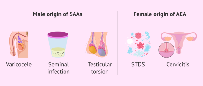 Imagen: Origin of antisperm antibodies or AEAs