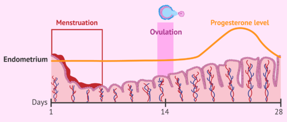 why-don-t-i-get-my-period-after-stopping-progesterone