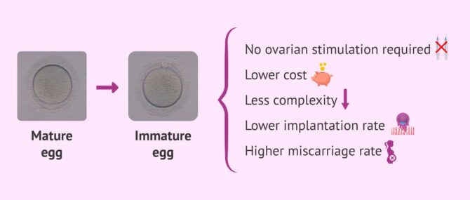 Imagen: Advantages and disadvantages of in vitro maturation of oocytes