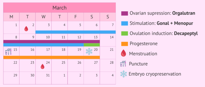 Imagen: Hormone medication calender for short cycle ovarian stimulation