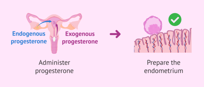 Imagen: Support of the luteal phase