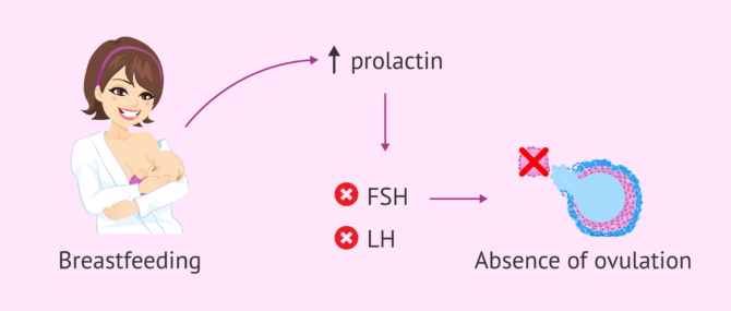 Imagen: Effect of breastfeeding on ovulation