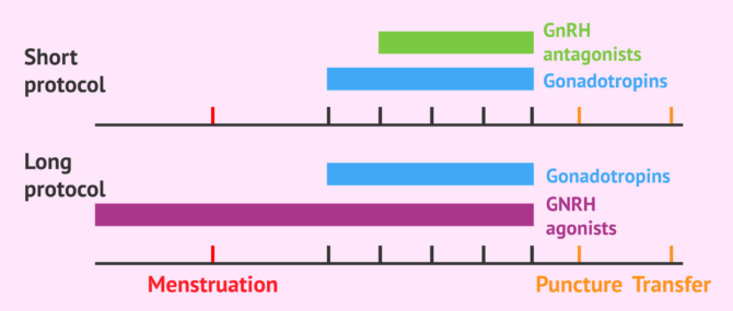 Imagen: Long and short ovarian stimulation protocols