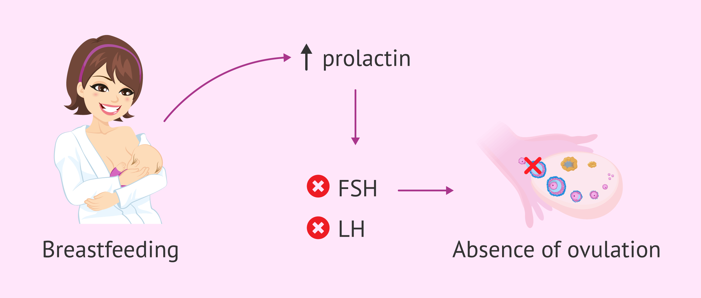 Imagen: Blockage of follicular development during breastfeeding