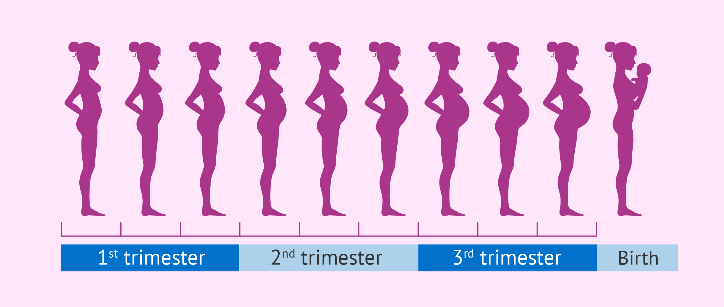 How Fast Does A Pregnant Woman S Belly Grow