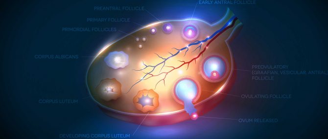 What Is the Role of Follicle Stimulating Hormone (FSH)?