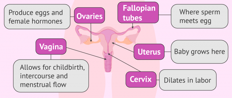 Flow chart of the internal female reproductive organs diagram of 2 months pregnant 